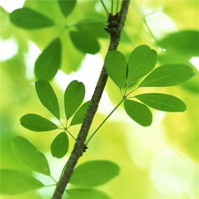 绿茵战神游戏官方下载